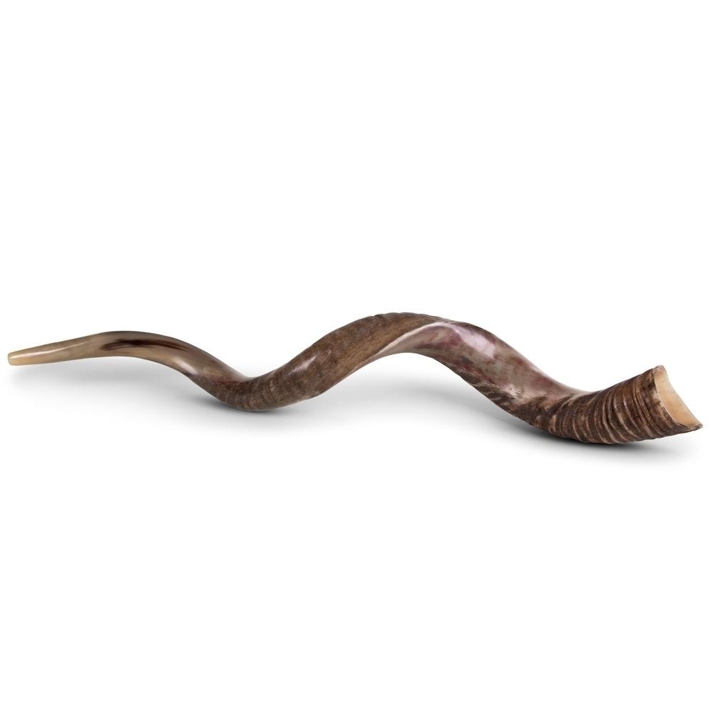 46"-48" Extra-Large Yemenite Kudu Shofar - Half-Polished main product photo