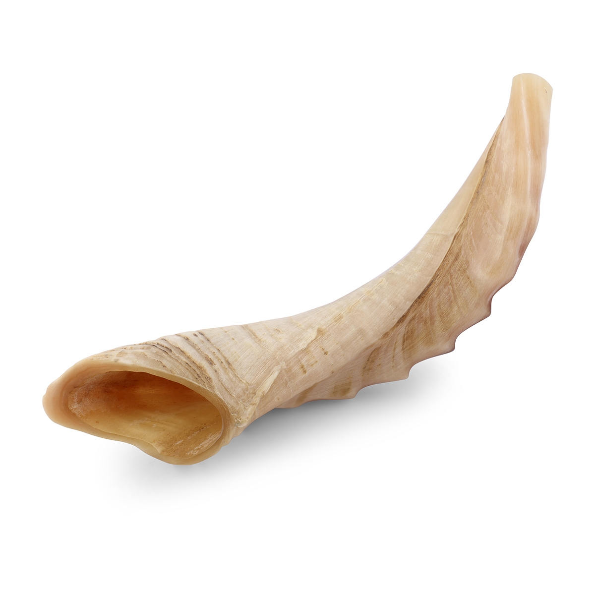 Kosher 14"-16" Ram's Horn Shofar With Ridged Design main product photo