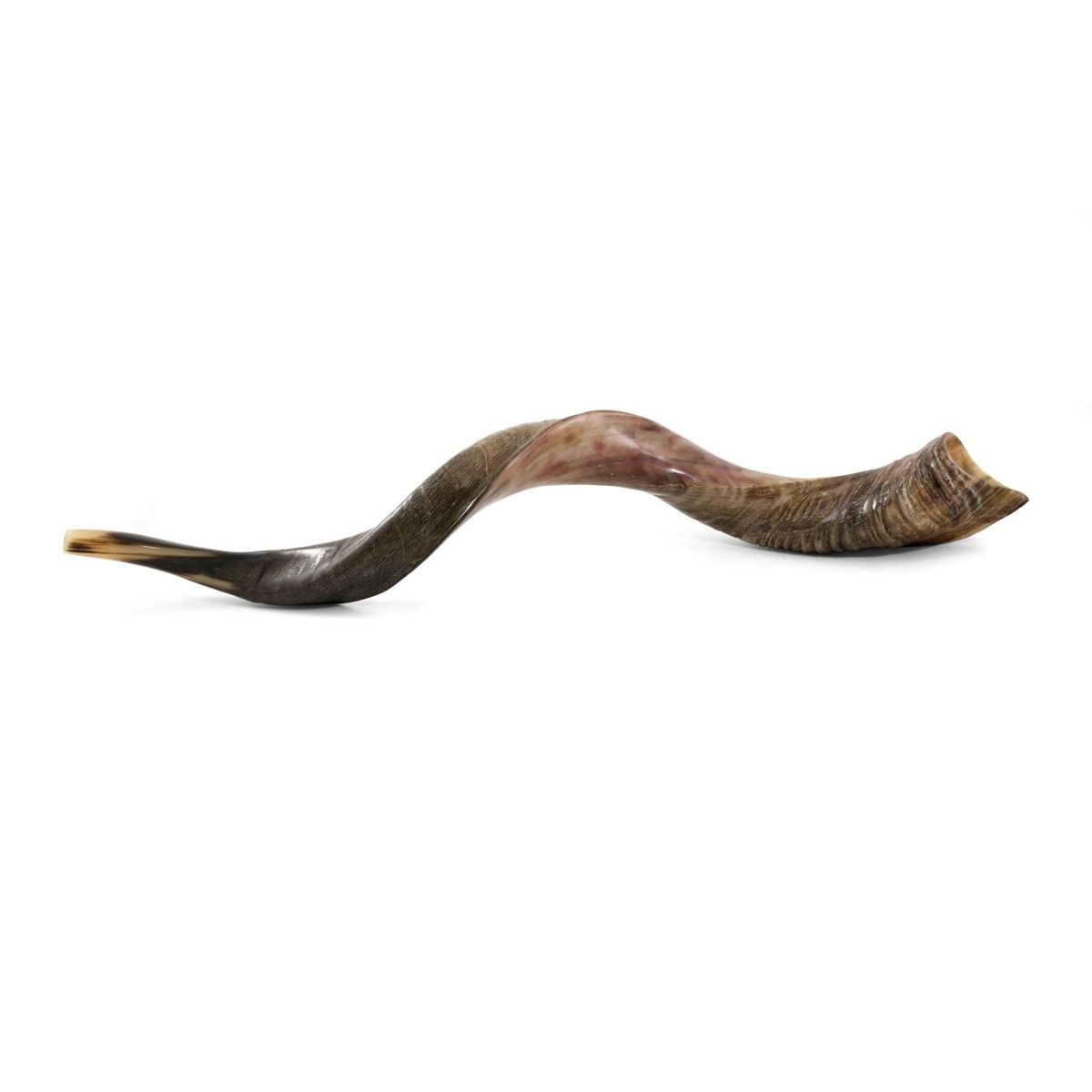 24"-26" Yemenite Kudu Shofar - Semi-Polished main product photo