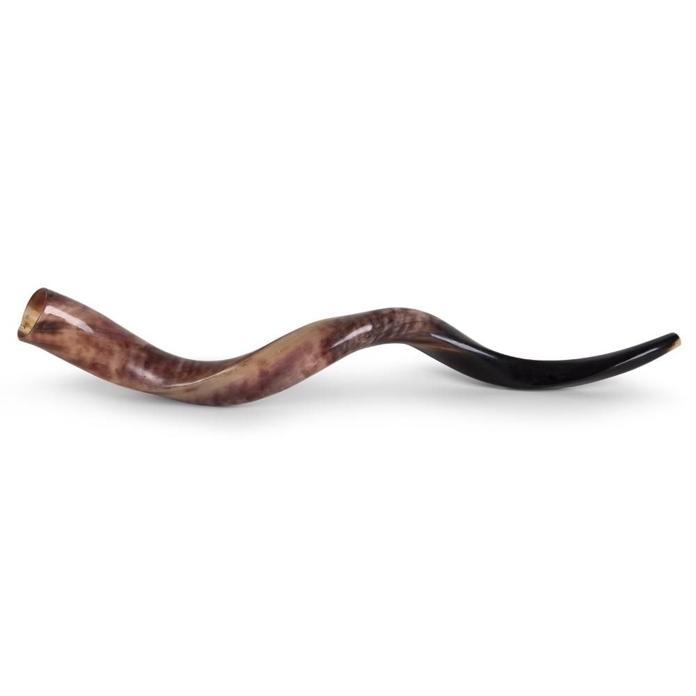 24"-26" Yemenite Kudu Shofar - Polished main product photo