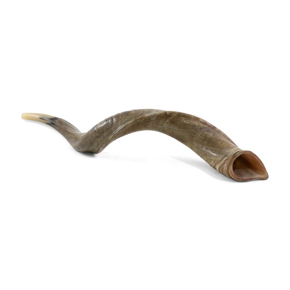30"-32" Yemenite Kudu Shofar - Natural main product photo