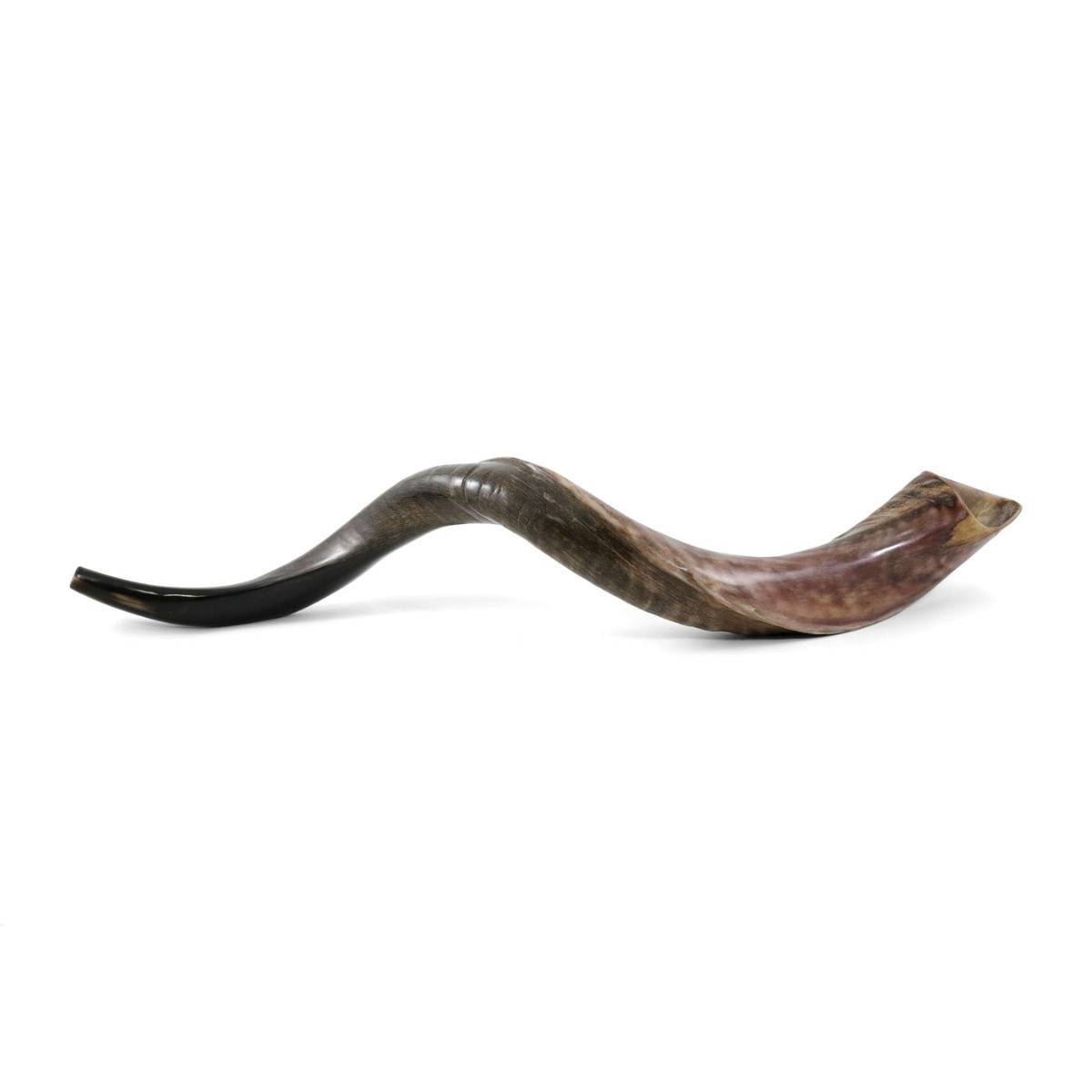 32"-34" Yemenite Kudu Shofar - Half-Polished main product photo