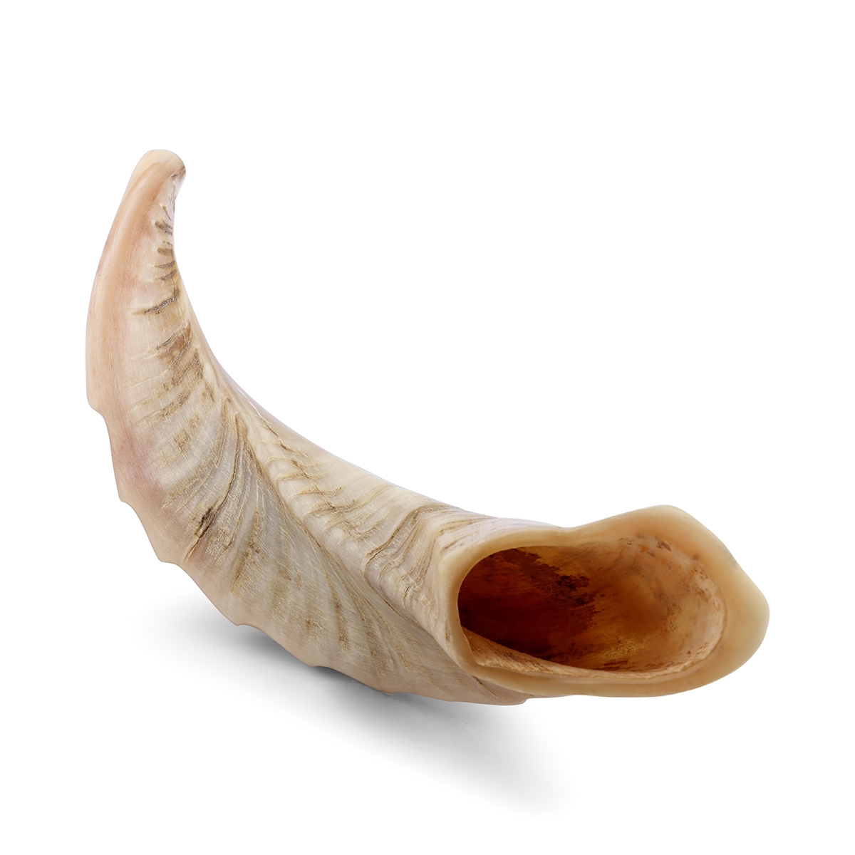 Kosher 10"-12" Ram's Horn Shofar With Ridged Design main product photo