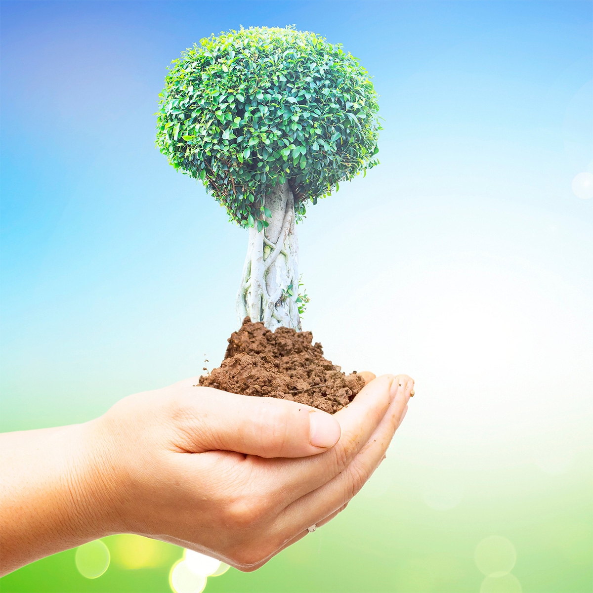 Plant a Tree in Israel main product photo