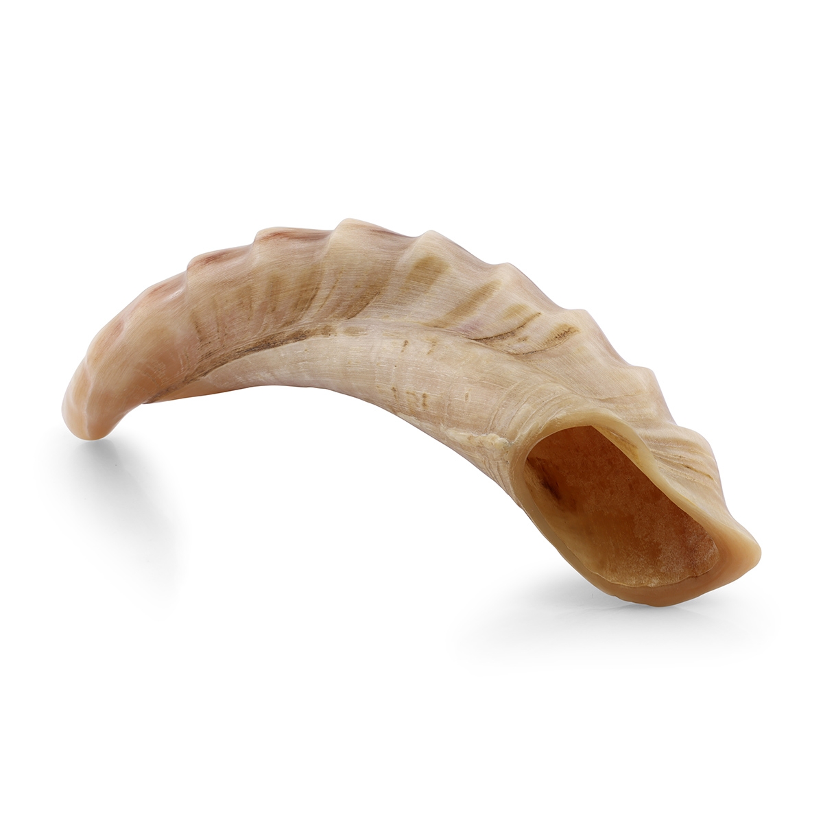 Kosher 16"-18" Ram's Horn Shofar With Ridged Design main product photo