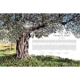Noam Shargorodsky Customizable Watercolor Ketubah – Olive Tree - 1