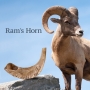 Kosher 20"-22" Classical Ram's Horn Shofar - Natural - 6
