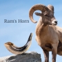 Kosher 12"-14" Classical Ram's Horn Shofar - Natural - 6