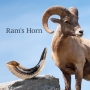 Kosher Ram's Horn Shofar With Ridged Design 10" - 12" - 6