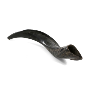 18"-20" Yemenite Kudu Shofar - Natural