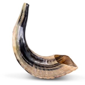 Classical-Rams-Horn-Shofar---Small---Natural-SM-30-35-N_large.jpg