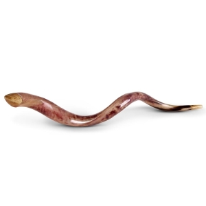 Yemenite-Shofar---Jumbo---Polished-SM-K8090-P_large.jpg