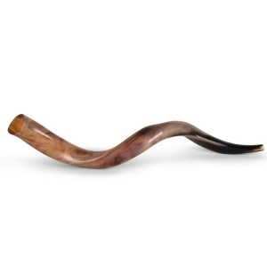 Yemenite-Shofar---Medium---Polished-SM-K50-60-P_large.jpg