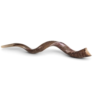 48"-50" Huge Yemenite Kudu Shofar - Half Polished