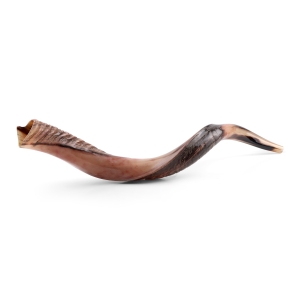 28"-30" Yemenite Kudu Shofar - Half Polished