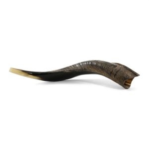 18"-20" Yemenite Kudu Shofar - Semi-Polished