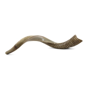 20"-22" Yemenite Kudu Shofar - Half Polished