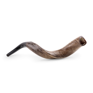 24"-26" Yemenite Kudu Shofar - Natural