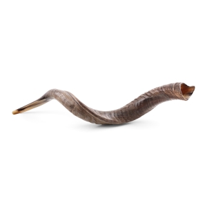 36"-38" Yemenite Kudu Shofar – Natural 