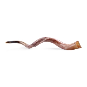 42"-44" Yemenite Kudu Shofar - Polished