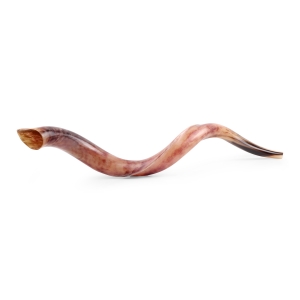 32"-34" Yemenite Kudu Shofar - Polished 