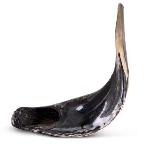 Kosher 24"-26" Classical Ram's Horn Shofar - Polished