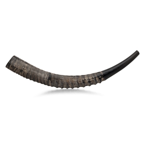 Kosher Sable Shofar 16" - 20"