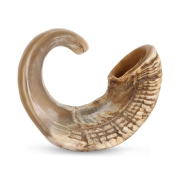 20"-24" Spiral Ram's Horn Shofar – Natural