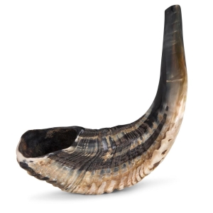 Kosher 14"-16" Classical Ram's Horn Shofar - Natural